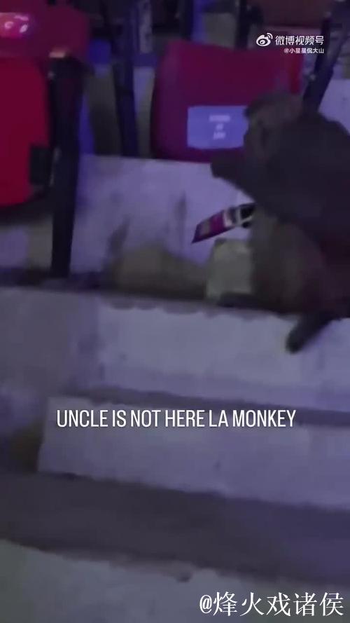 惊奇！印度羽毛球公开赛观众席现猴子闯入